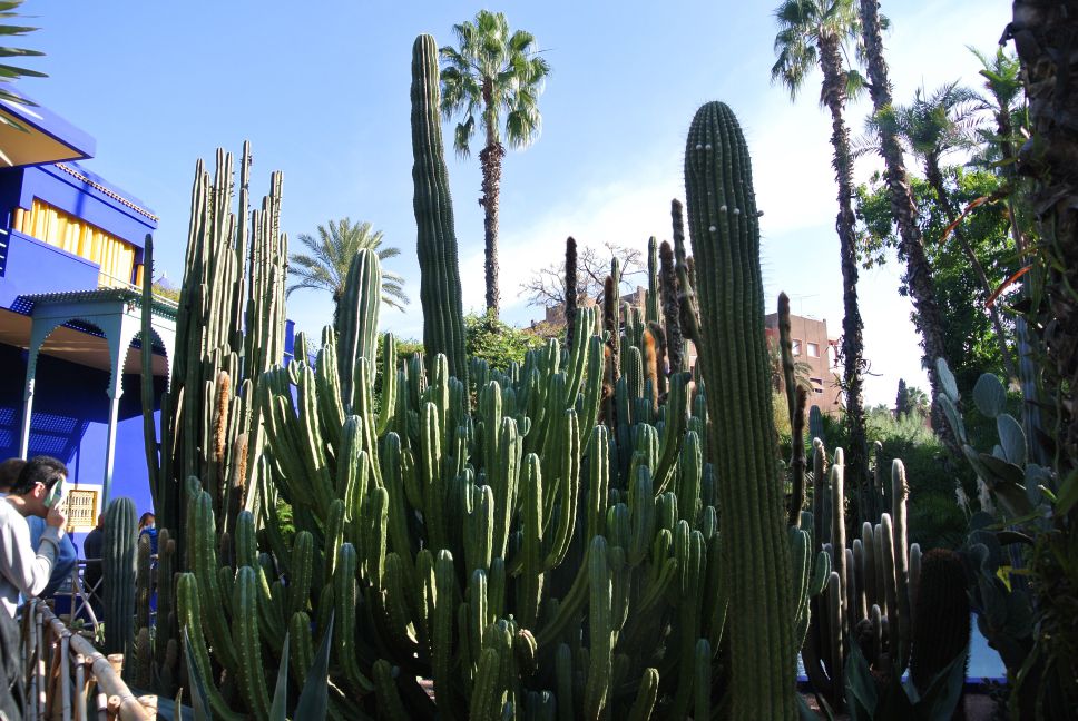 marrakech-botanic-garden